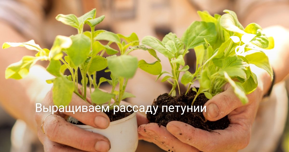 Выращиваем рассаду петунии — Ботаничка