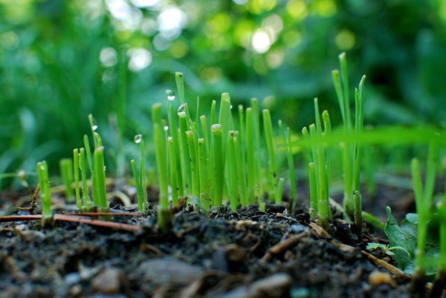 Лук-порей (Allium ampeloprasum 'Leek Group') в первые месяцы растет медленно, наращивая корневище и «веер» листьев