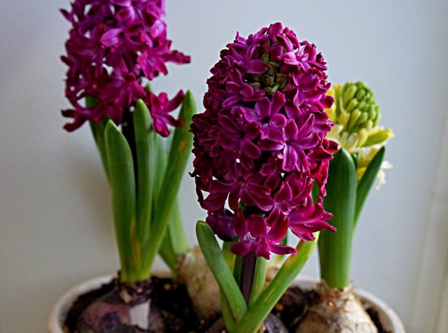 Гиацинт «Вудсток» (Hyacinthus 'Woodstock')