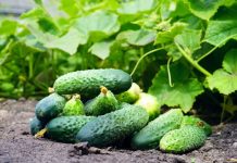 Огурцы, пожалуй, самая распространённая огородная культура в средней полосе России