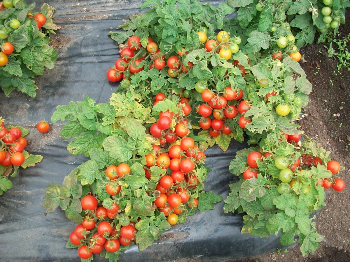 Секреты выращивания томатов от специалиста — Ботаничка