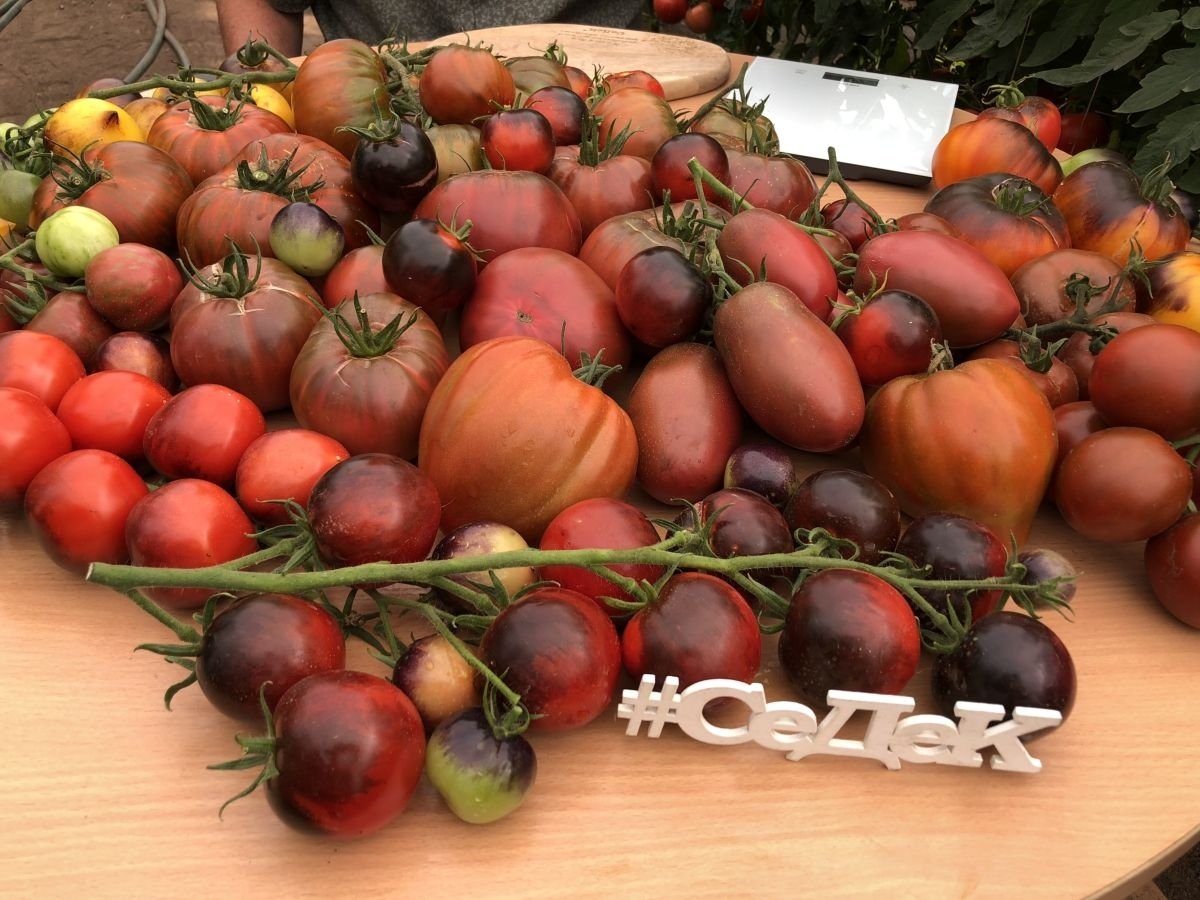 Шоколадные томаты от СеДеК — Ботаничка