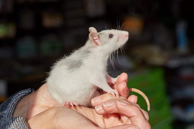 Домашней крысе важно уделять время и внимание