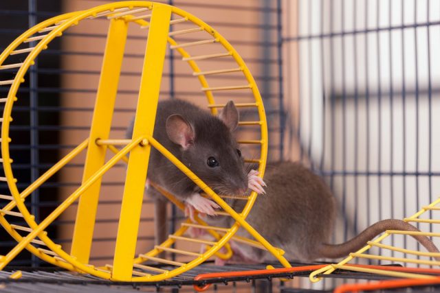 Декоративные крысы очень активно играют, если обеспечить им множество развлечений в клетке