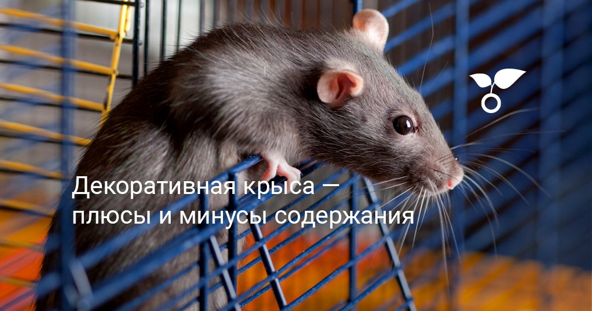 Домик для крысы: как выбрать и как сделать своими руками