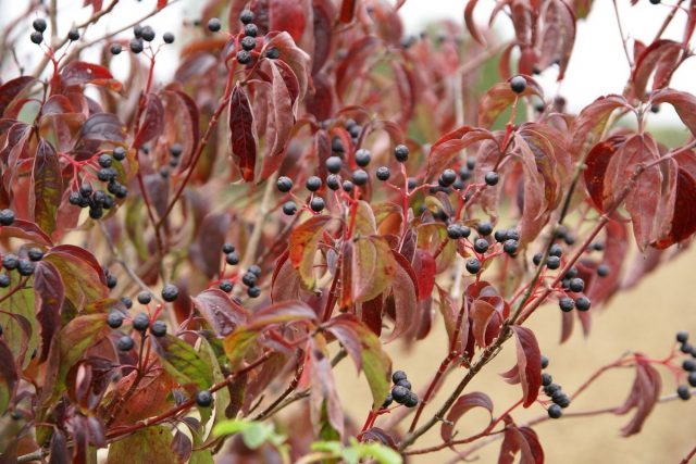 Осенью листья дёрена красного (Cornus sanguinea) краснеют, а на ветвях висят чёрные горошинки ягод