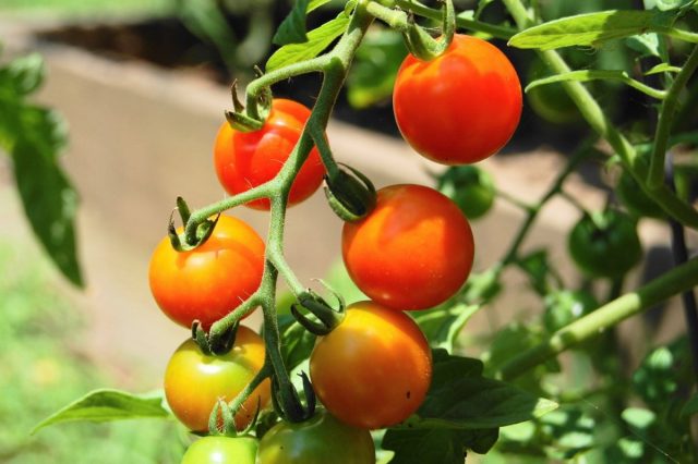 У черри суммарная урожайность может быть около 1,5 кг, но они выигрывают за счет количества томатов