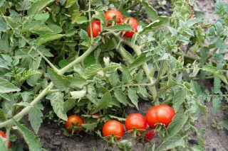 Детерминантные томаты выращивают в открытом грунте или под пленочными укрытиями