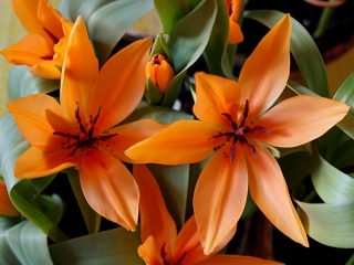 «Сегун» — один из самых крупноцветковых ботанических тюльпанов