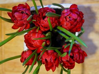 У тюльпана «Тет-а-Тет» густомахровые цветки, состоящие из множество бордово-красных лепестков, на которых местами имеются всполохи зеленого цвета