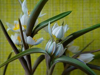 Тюльпан многоцветный (Tulipa polychroma), или Тюльпан двуцветковый (Tulipa biflora) 