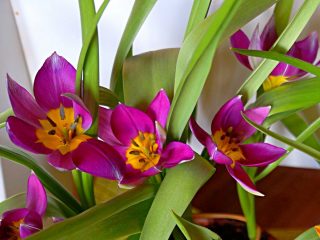Для ботанического тюльпана цветение «Персиан Перл» длится довольно долго