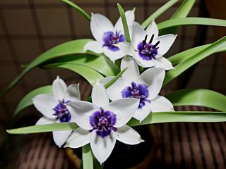У «Коэрулея Альба Окулата», как и у многих других тюльпанов, в центре цветка имеется контрастное пятно, но очень редкой для тюльпана окраски — темно-фиолетовой