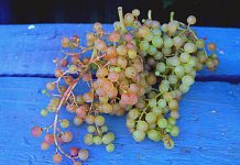 «Коринка русская» — мой любимый виноград