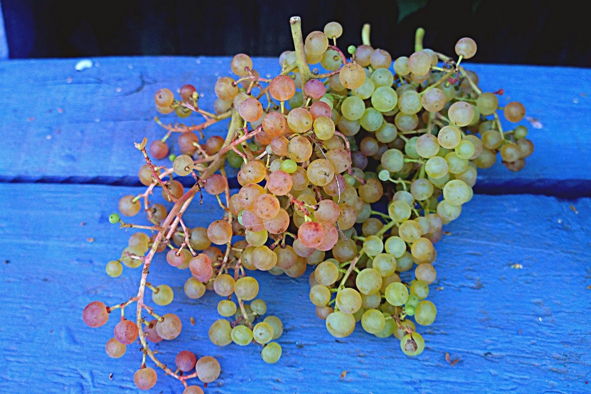 Коринка русская» — мой любимый виноград. Опыт выращивания, преимущества инедостатки. Фото — Ботаничка