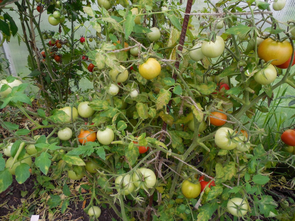 Лучшие сорта томатов для экстремальных условий — короткого лета или жары.Рекомендации, фото — Ботаничка