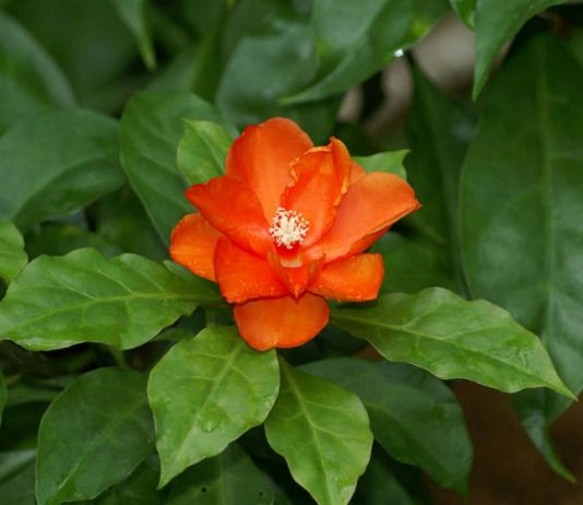 Переския — цветущий лиственный кактус