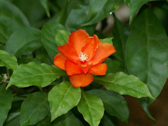 Переския — цветущий лиственный кактус 
