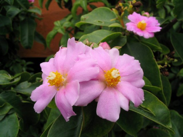 Переския крупноцветковая (Pereskia grandiflora)