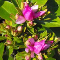 Переския крупнолистная (Pereskia grandifolia)
