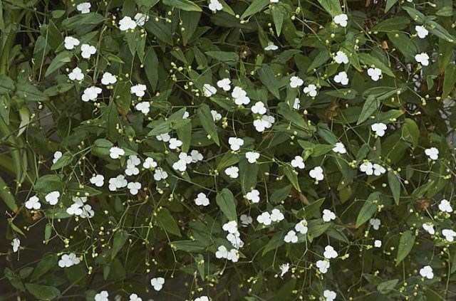 Традесканция гибазис привлекательна и как почвопокровное растение