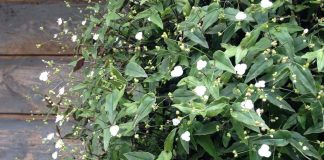 Традесканция гибазис — «белая фата» для цветников, контейнеров и подоконников
