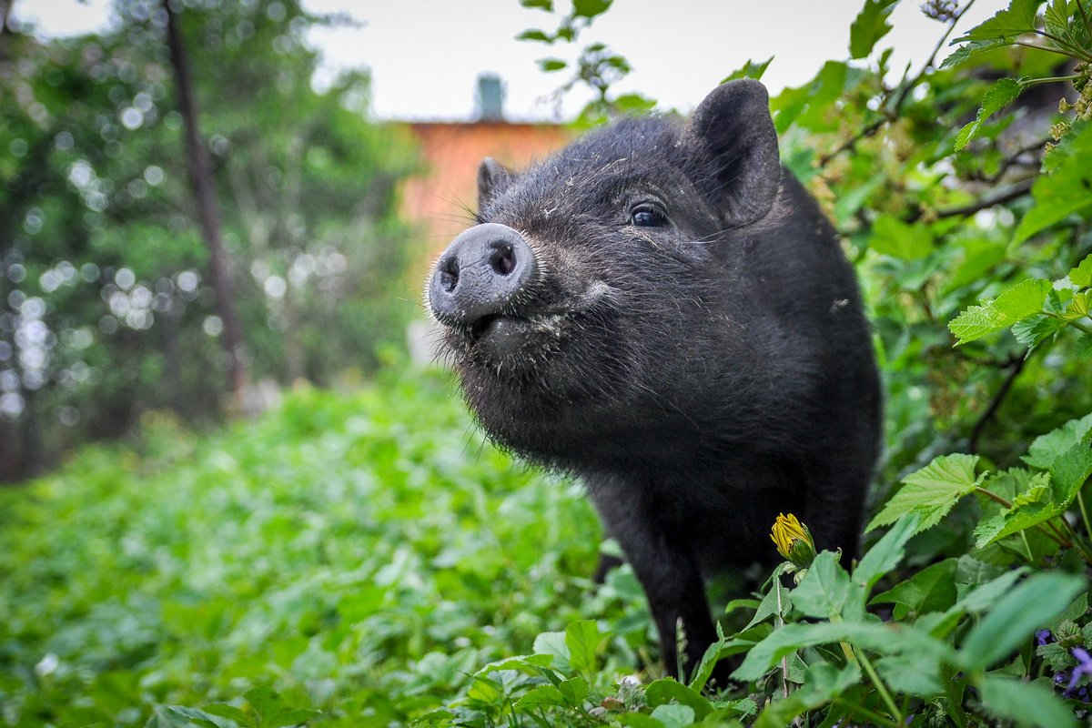 Календарь опороса свиней: определение даты опороса свиноматки