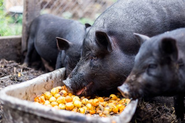 Выгоднее всего кормить свиней тем, что лучше всего растет в вашем регионе