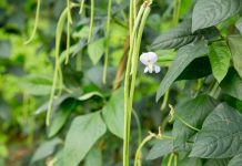 Вигна — полметра вкуснятины из семейства Бобовых