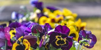 Благодаря усилиям селекционеров, сегодня можно встретить виолу Виттрока самых невероятных расцветок