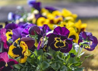 Благодаря усилиям селекционеров, сегодня можно встретить виолу Виттрока самых невероятных расцветок