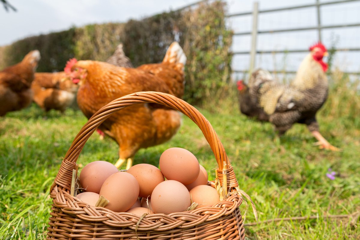 Куры клюют яйца: как решить проблему?