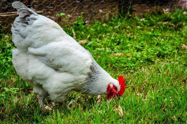 Отличным кормовым подспорьем для куриц является трава, всяческие жучки-червячки, которых эти птицы сами себе добывают