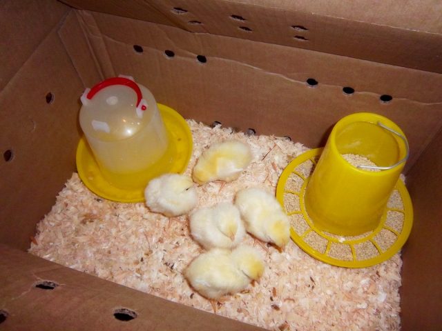 Маленьким цыплятам нужно тепло, свет и полноценная еда