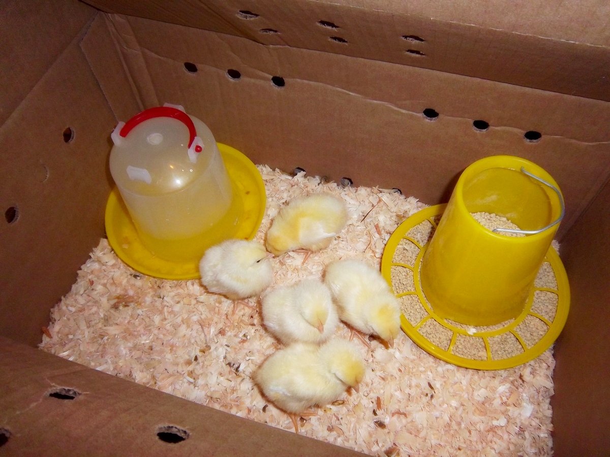 Можно творог цыплятам. Коробка для суточных цыплят. Корм для маленьких цыплят. Подращивание суточных цыплят. Коробка для цыплят после инкубатора.
