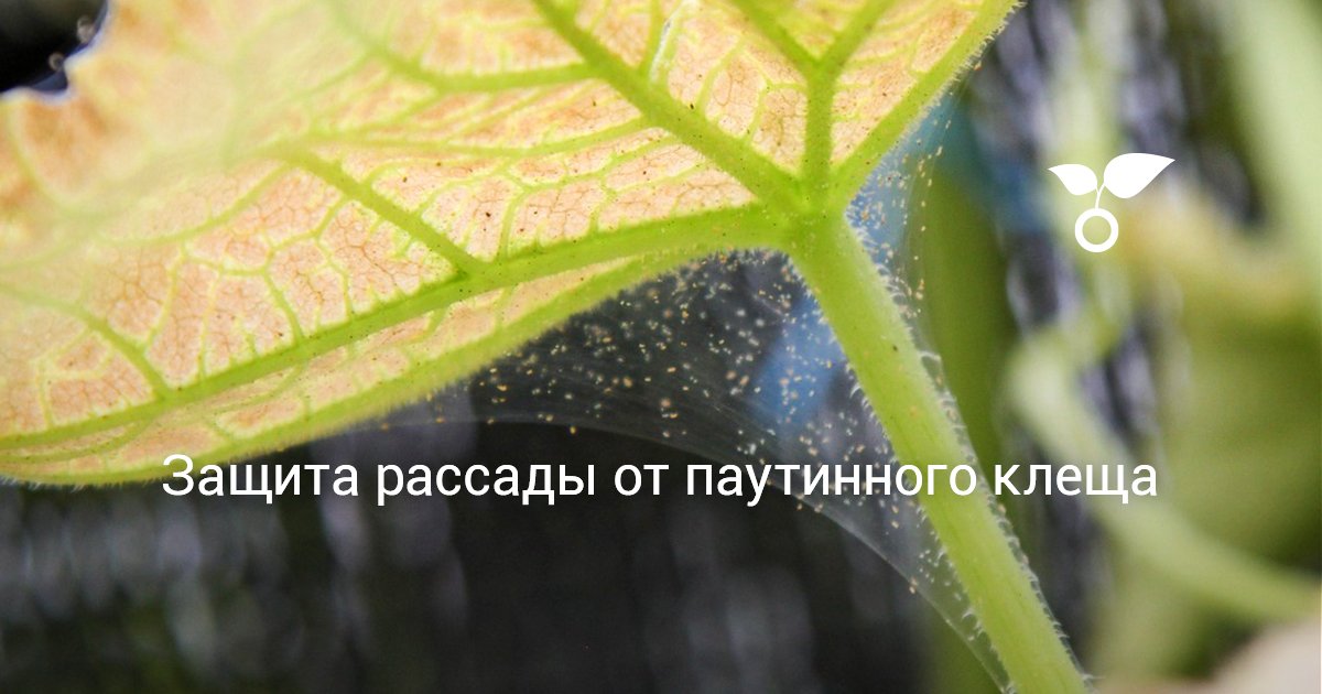 Защита рассады от паутинного клеща. Профилактика, препараты, обработка ...