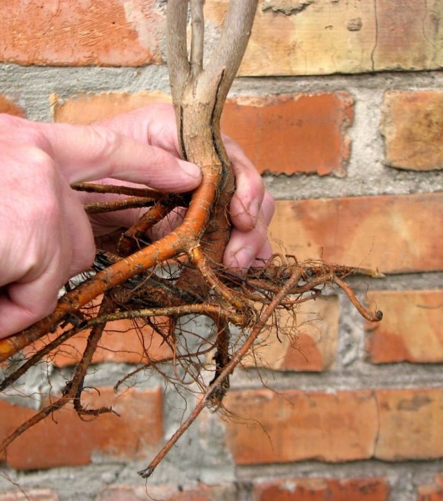 Корневая шейка — это то место, откуда начинает расти самый верхний корень
