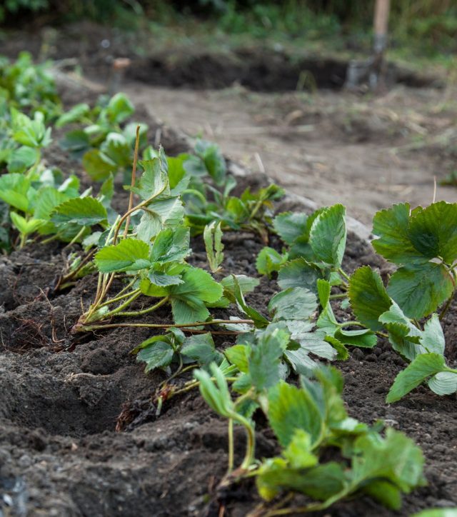 Однорядная или двурядная посадка клубники обеспечивает лучшие условия для питания и отдачи урожая 
