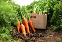 Как вырастить вкусные, крупные, красивые корнеплоды?