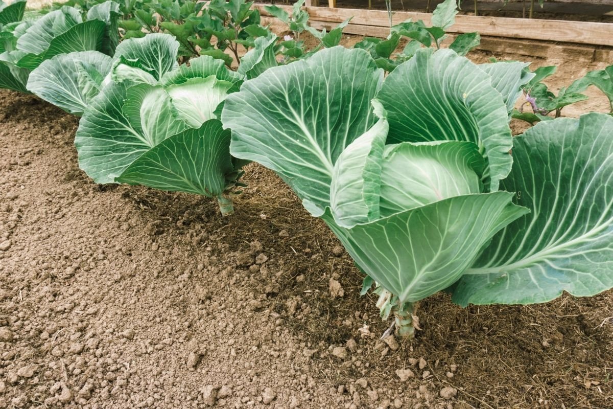 Как правильно подкармливать капусту? — Ботаничка