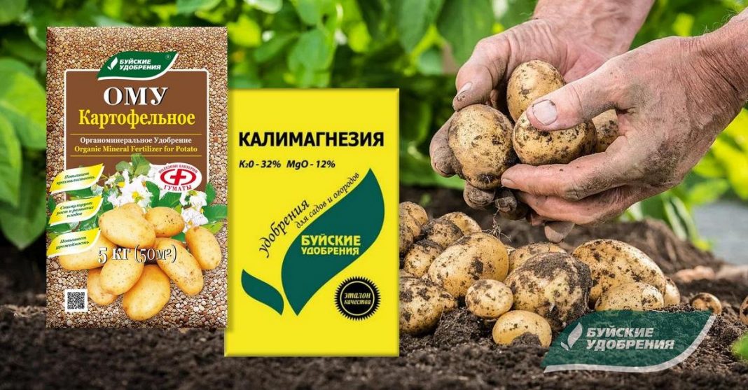 Простые правила выращивания картофеля — Ботаничка