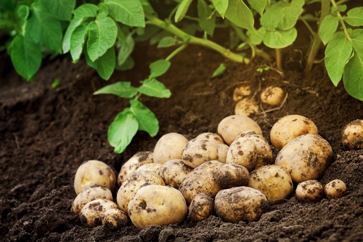 Простые правила выращивания картофеля — Ботаничка