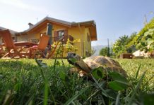Черепаха на даче — особенности содержания экзотического питомца