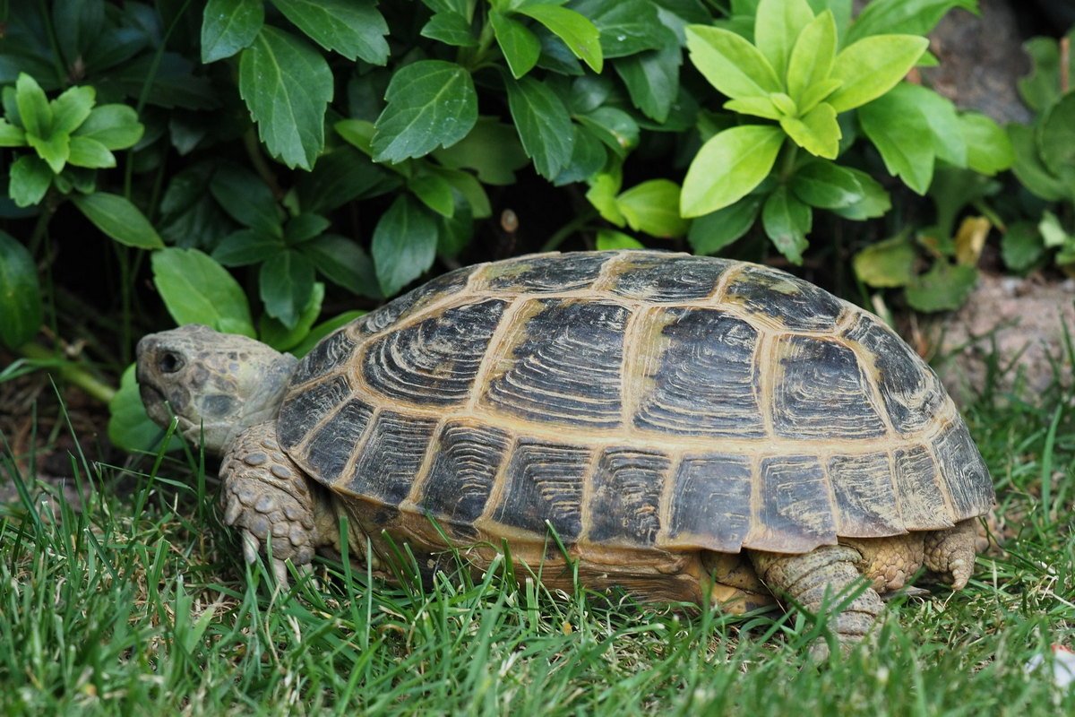 Черепаха рост. Среднеазиатская черепаха. Среднеазиатская красноухая черепаха. Сухопутная черепаха. Мускусная черепаха.