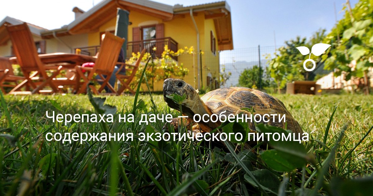 Дом для черепах