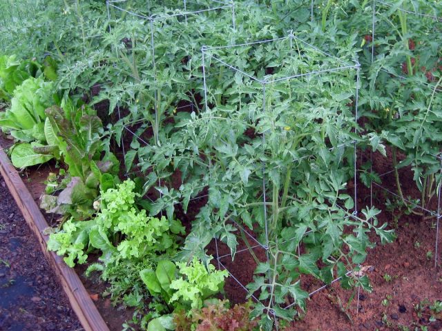 Листовой салат также способствует эффективному использованию места на помидорных грядках