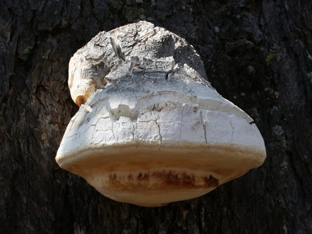 Трутовик лиственничный, лиственничная губка, или русский гриб (Fomitopsis officinalis) 