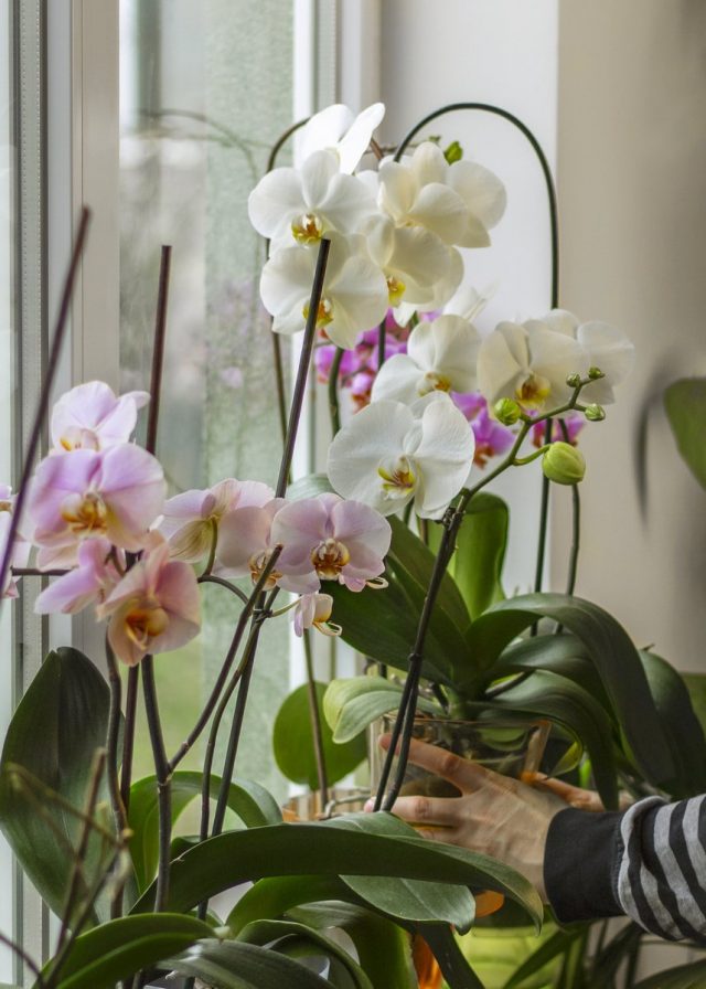Если есть малейшее подозрение заражения, орхидею нужно сразу изолировать и предпринять меры