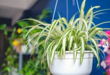 Самые полезные комнатные растения, или Целебный воздух нашего дома