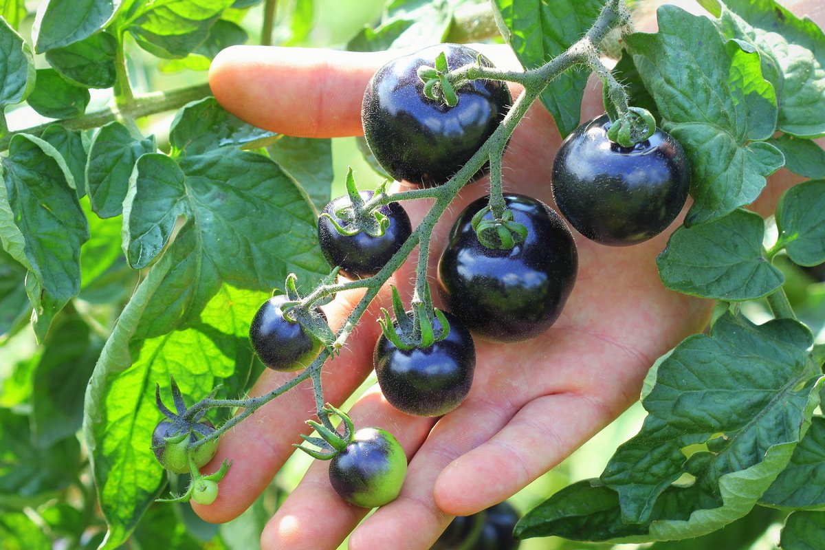 Синие помидоры, или анто-томаты — экзотические и очень полезные. Общиехарактеристики, сорта, фото — Ботаничка